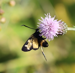 Zygaena ephialtes