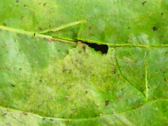 Peronospora alta