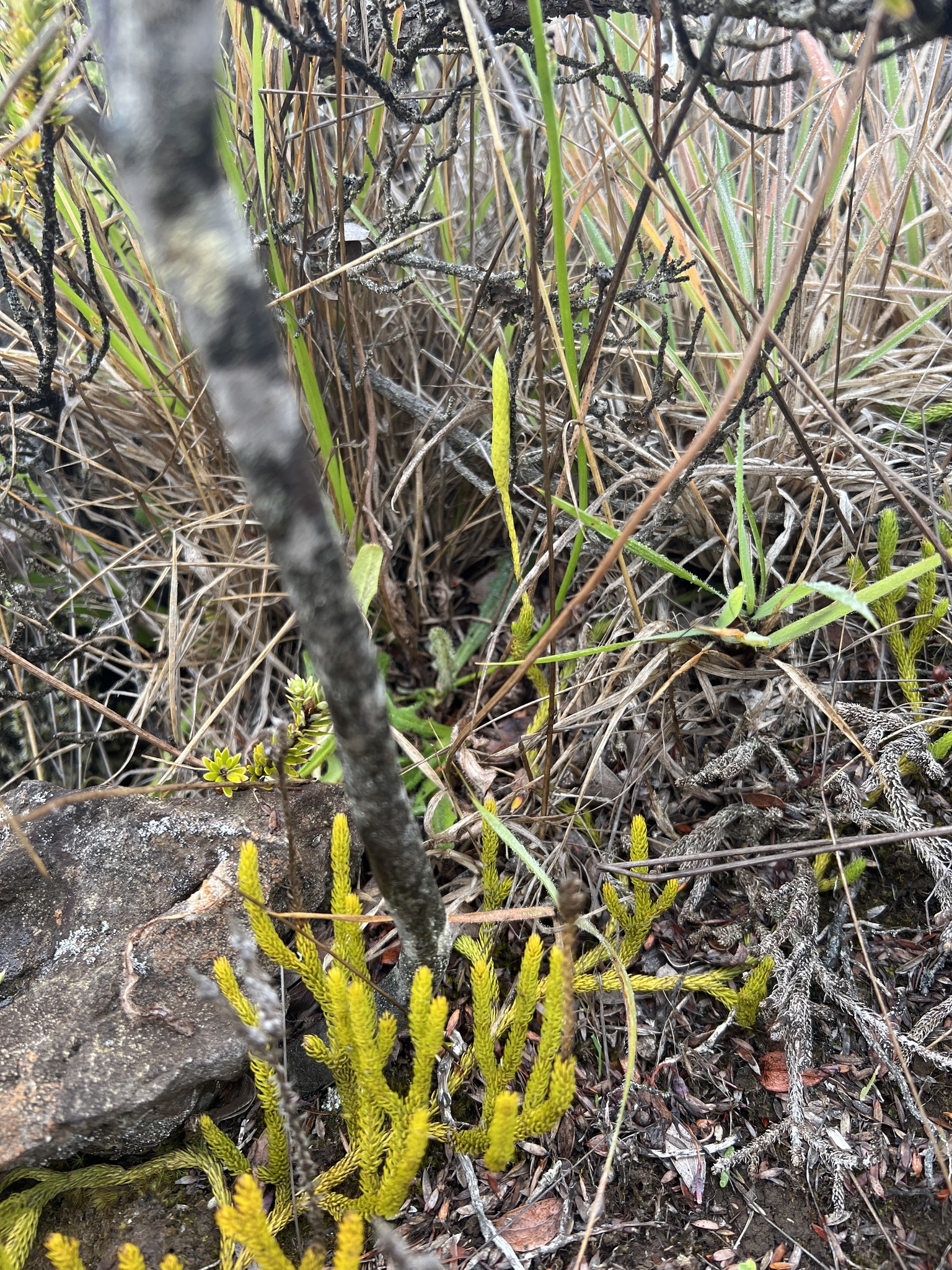 Lycopodium venustulum var. venustulum