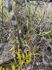 Lycopodium venustulum venustulum