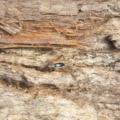 Animalia