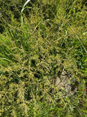 Asparagus africanus