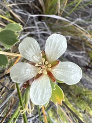Geranium cuneatum