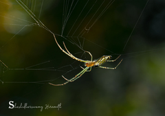 Leucauge decorata