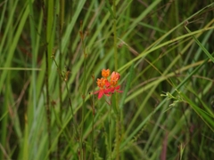 Asclepias lanceolata