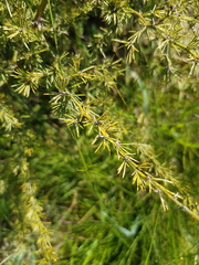 Asparagus africanus