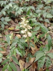 Goodyera foliosa