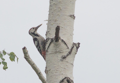 Dendrocopos leucotos