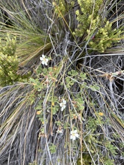 Geranium cuneatum