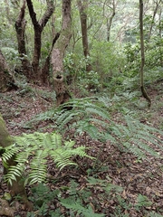 Angiopteris lygodiifolia