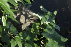 Petasites spurius