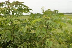 Lannea coromandelica