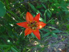 Lilium philadelphicum