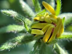 Rudbeckia hirta
