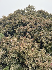 Santalum haleakalae