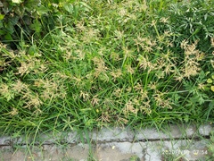 Cyperus