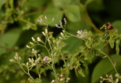 Cyanthillium cinereum