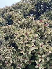 Santalum haleakalae