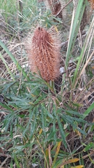 Banksia collina