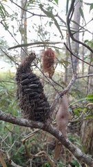 Banksia collina