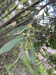Acacia obliquinervia