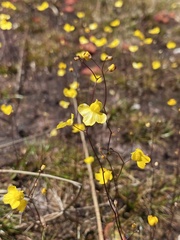 Utricularia subulata