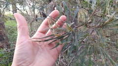 Banksia collina