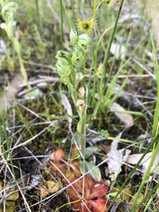 Pterostylis cycnocephala