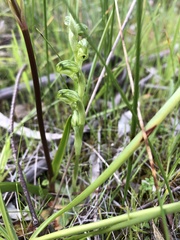 Pterostylis cycnocephala
