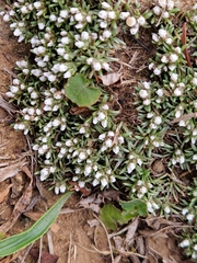 Helichrysum caespititium