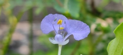Commelina