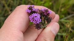 Carphephorus pseudoliatris