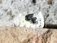 Ponometia erastrioides