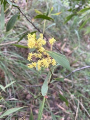 Acacia obliquinervia