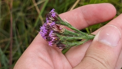 Carphephorus pseudoliatris