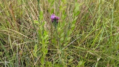 Carphephorus pseudoliatris