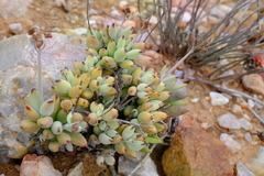 Cotyledon papillaris