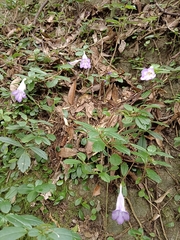 Lysionotus pauciflorus