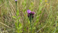 Carphephorus pseudoliatris