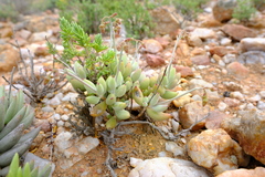 Cotyledon papillaris