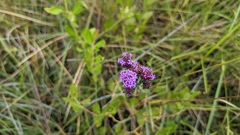 Carphephorus pseudoliatris