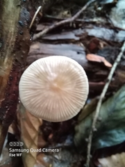 Mycetinis scorodonius