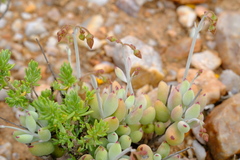 Cotyledon papillaris