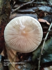 Mycetinis scorodonius