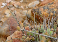 Cotyledon papillaris