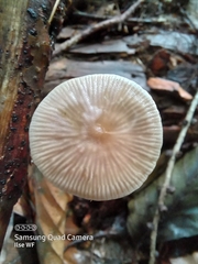 Mycetinis scorodonius