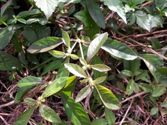 Alternanthera sessilis
