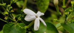 Jasminum