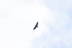 Haliaeetus leucocephalus washingtoniensis