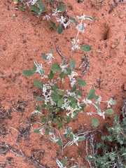Atriplex limbata